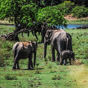 Mehr über den Artikel erfahren The 3 Safaris you must experience